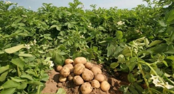 “الزراعة”:  تستعرض تقريرا حول أعمال مشروع مكافحة العفن البني في البطاطس
