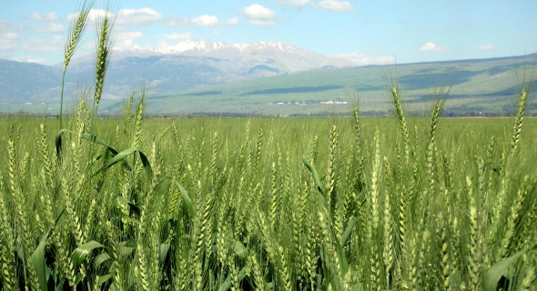 إثيوبيا تضع خطة للاكتفاء الذاتي من القمح في غضون 4 سنوات