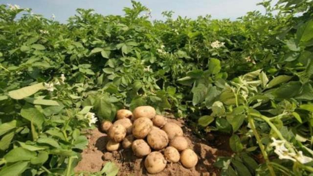 “الزراعة”: تستعرض تقريرا حول أعمال مشروع مكافحة العفن البني في البطاطس