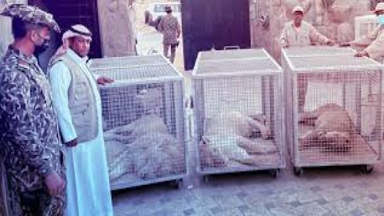مصادرة ثلاثة أسود من استراحة سعودي في الرياض