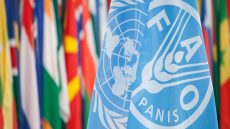 “الفاو” تكرّم إكبا عالميًا.. ريادة في الزراعة المستدامة تُترجم إلى فن