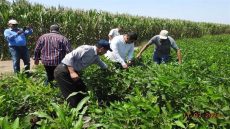 ارتفاع أسعار الوقود في مصر يثير مخاوف المزارعين