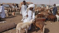 الحرب تسرق فرحة العيد في السودان… «خروف الأضحية» يتحول إلى حلم بعيد