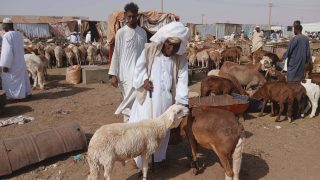 الحرب تسرق فرحة العيد في السودان… «خروف الأضحية» يتحول إلى حلم بعيد